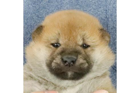 成約済の愛知県の柴犬-371333の4枚目